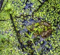 Green frog covered with water grass duckweed sitting in the water