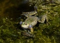 Frog croaks in water of a pond