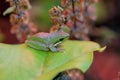 Green frog Royalty Free Stock Photo