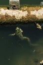 Green frog at durty lake