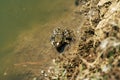Green frog at durty lake