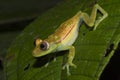 Green Frog, Ecuador