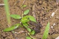 Green frog on the edge of a pond Royalty Free Stock Photo