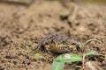 Green frog on the edge of a pond Royalty Free Stock Photo