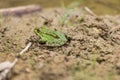 Green frog on the edge of a pond Royalty Free Stock Photo