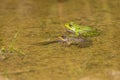 Green frog on the edge of a pond Royalty Free Stock Photo
