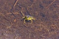 Green Frog Female 704184