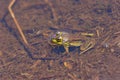 Green Frog Female 704188