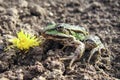 Close-up of green frog with flower. Edible frog