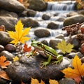 green frog in a forest next to a river stream waterfall in autumn Royalty Free Stock Photo