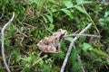 Green frog in the forest, Poland