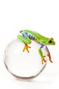 Green Frog on Globe