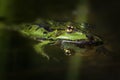 Green frog with golden eyes & x28;Pelophylax esculentus& x29; swimming in Royalty Free Stock Photo