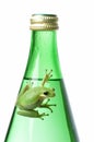 Green Frog on Green Bottle