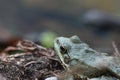 Green frog on the ground closeup