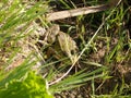 Green frog on the ground and grass background. Summertime Royalty Free Stock Photo