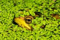 Green Frog hiding in Duckweed