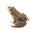 Green frog isolated Royalty Free Stock Photo