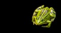 Green frog isolated Royalty Free Stock Photo
