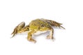 Green frog isolated on a white background Royalty Free Stock Photo