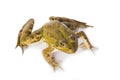 Green frog isolated on a white background Royalty Free Stock Photo