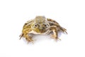 Green frog isolated on a white background Royalty Free Stock Photo