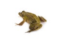 Green frog isolated on a white background Royalty Free Stock Photo