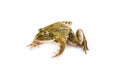 Green frog isolated on a white background Royalty Free Stock Photo