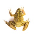 Green frog isolated on a white background Royalty Free Stock Photo