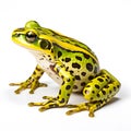 Green frog isolated on white background. Close-up. Studio shot.