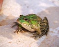 Green frog