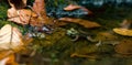 Green Frog Lithobates clamitans In Its Natural Habitat Royalty Free Stock Photo