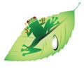 Green frog on a leaf Royalty Free Stock Photo