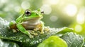 Green frog on a leaf Royalty Free Stock Photo