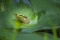 Green frog on the leaf Royalty Free Stock Photo