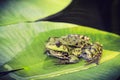 Green frog on leaf in pond Royalty Free Stock Photo