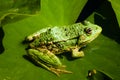 Green frog on lily