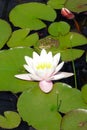 Green frog on lily pad with pink water lily on a dark water pond . Little toad on a scenic frog king lake with water flower . Royalty Free Stock Photo