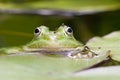 Green frog Royalty Free Stock Photo