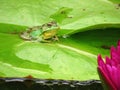 Green Frog in a Lotus Flower Pond Royalty Free Stock Photo