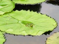 Green Frog in a Lotus Flower Pond Royalty Free Stock Photo