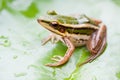 Green frog on a lotus leaf Royalty Free Stock Photo