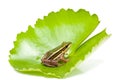 Green frog on a lotus leaf Royalty Free Stock Photo