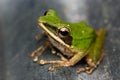 Green Frog Macro