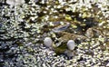 Green frog-male balloons sound resonators to croak Royalty Free Stock Photo