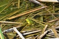 Green frog, male, with yellow throat during breeding season