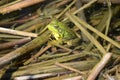 Green frog, male, with yellow throat during breeding season