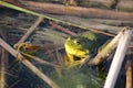 Green frog, male, with yellow throat during breeding season Royalty Free Stock Photo