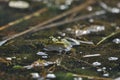 Green frog mating in the wetlands. Spring and reproduction of amphibians.