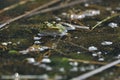 Green frog mating in the wetlands. Spring and reproduction of amphibians.